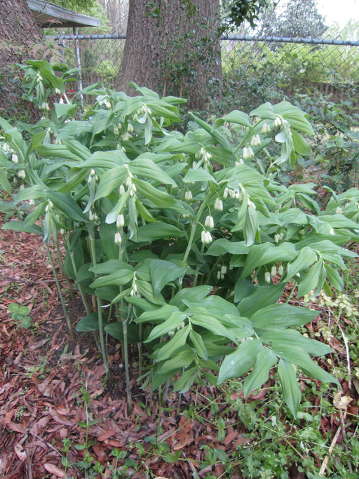 Solomon Seal White (Plant/ Roots) Shade Loving - Caribbeangardenseed
