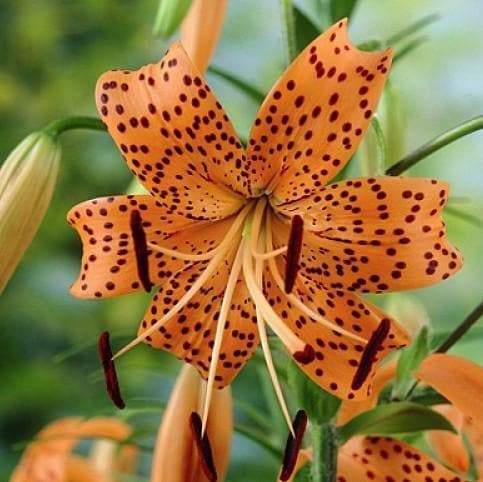 Tiger Lily-Orange, (3 Bulbs) Gorgeous flowers - Caribbeangardenseed