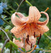 Tiger Lily- Tiger Babies, (3 Bulb/Plants) Perennial, - Caribbeangardenseed