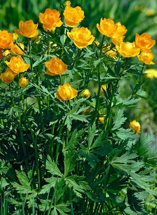 Trollius (Bareroot Globeflower) chinensis ‘Golden Queen, RHS Award, Perennial - Caribbeangardenseed