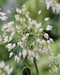 White-flowered keeled garlic Seeds,(Allium carinatum subsp. pulchellum f. album) - Caribbeangardenseed