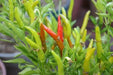Yatsufusa-Chili Seeds ,(Capsicum annuum) Hot Specialty Pepper ,Asian Vegetable - Caribbeangardenseed
