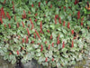 10 Creeping rhubarb,Seed- Groundcover / mat-forming / dense Perennial - Caribbeangardenseed