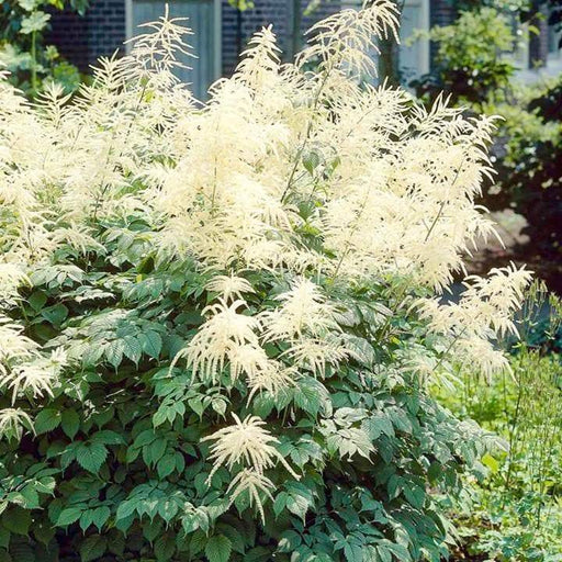 GOATS BEARD Flowers Seed (Aruncus Dioicus ) great for shade - Caribbeangardenseed