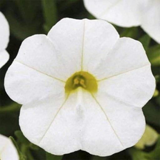 Calibrachoa Kabloom Deep White - flowers seeds -The first Calibrachoa from seed - Caribbeangardenseed