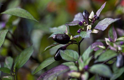 CALICO PEPPER ,LIVE PLANTS (Capsicum annuum) Pepper, Edible ORNAMENTAL - Caribbeangardenseed