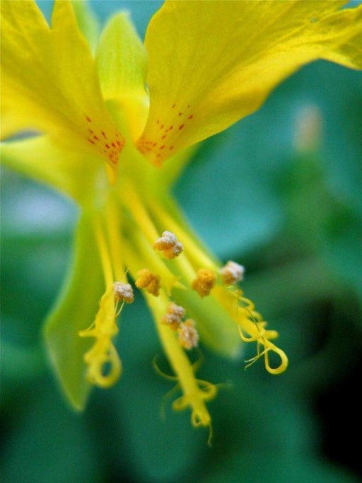 Nasturtium Seeds, Canary Creeper Flowers (Tropaeolum Peregrinum) exotic vine ! - Caribbeangardenseed