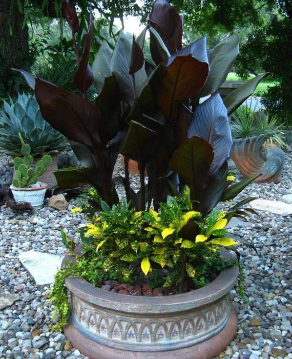 Canna Lily Seeds - Tropical Bronze Flower - TROPICAL foliage ! - Caribbeangardenseed