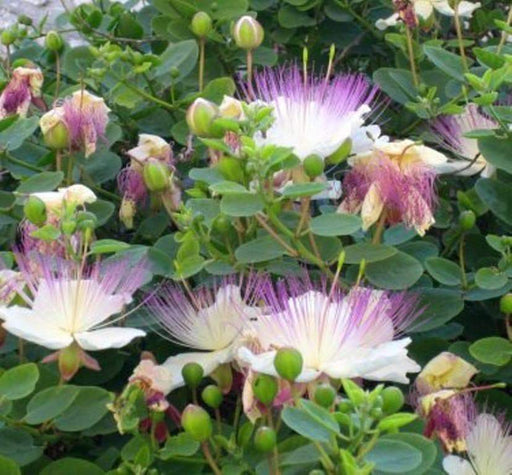 Caper Seeds (Capparis spinosa) Use as Medical & Culinary Herb-Perennial - Caribbeangardenseed