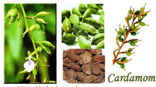 CARDAMOM Seeds (Elettaria cardamomum) Grow Indoors or Outdoors - Caribbeangardenseed