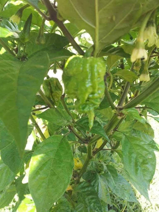Carolina Reaper Pepper Seeds (Capsicum chinense) Super Hot - Caribbeangardenseed