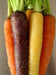 Carrot ,Rainbow Mix-Carrot Seeds (Daucus carota ) Easy to Grow - Caribbeangardenseed