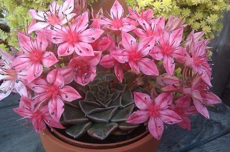 Chihuahua Flower Seeds - SUCCULENT (Tacitus bellus ) - Hardy Perennial Great pot plant! - Caribbeangardenseed