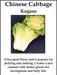 Chinese Cabbage" Fun Jen" frilly leaf pak choi or "Bok Choy"- Asian Vegetable - Caribbeangardenseed