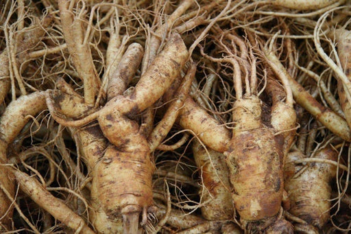 Chinese Ginseng - Panax Ginseng Seeds, No Scarification required- Ready To Plant - Top Quality- Grow your own ! - Caribbeangardenseed