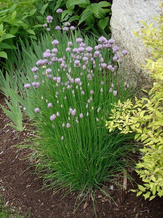 Chives Seeds,(Allium Schoenoprasum) flowers herb, natural insect repellent - Caribbeangardenseed