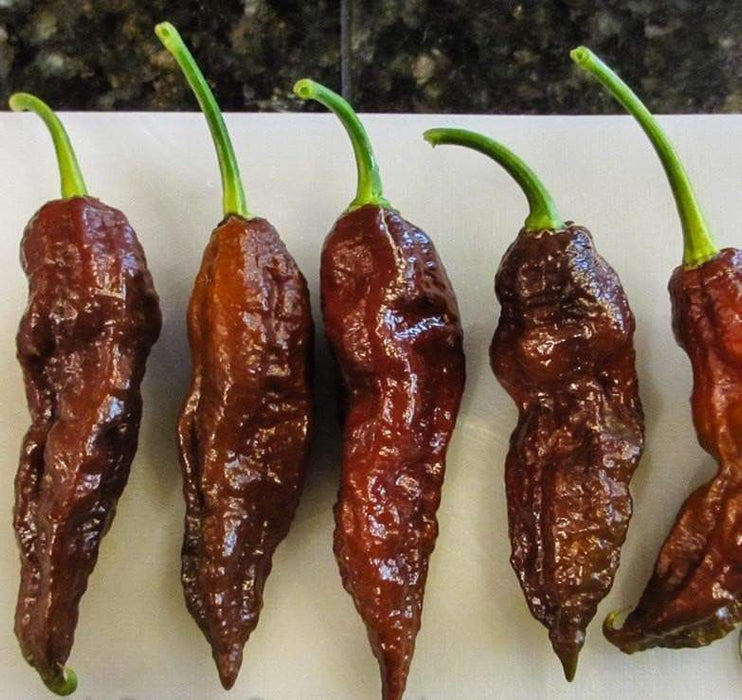 Chocolate Bhut Jolokia or Ghost Chile,Capsicum Chinense)Ghost pepper. - Caribbeangardenseed