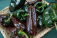 CHOCOLATE POBLANO Pepper Seeds -(Capsicum annuum) , - Caribbeangardenseed