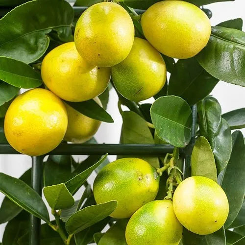 indian sweet lime seeds, tropical fruit - Caribbeangardenseed