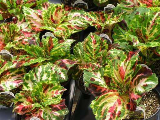 Coleus Seed (Coleus Kong Mosaic) Exotic foliage plants.Great house plant ! - Caribbeangardenseed