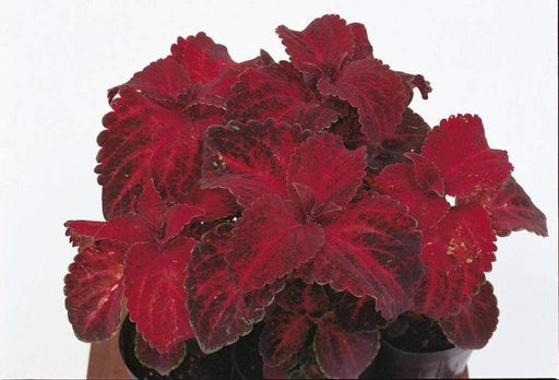 Coleus Seeds - Velvet Red,very Showy,Easy To Grow,Shade Loving Plant!Perfect for adding some intense color into the shade border - Caribbeangardenseed
