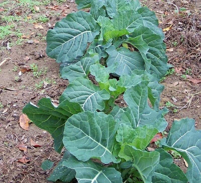 Georgia Southern collard Vegetable Seeds, - Caribbeangardenseed