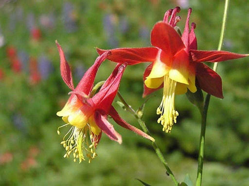 Red Columbine Flowers Seeds -,Aquilegia canadensis- great perennial - Caribbeangardenseed