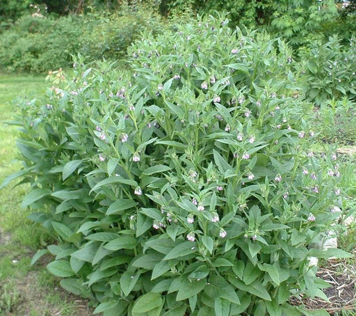 Comfrey Seed(Symphytum Officinale) used as a healing herb for centuries. - Caribbeangardenseed