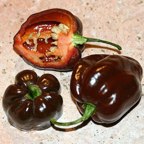 Trinidad Scotch Bonnet Brown ,Hot Peppers Seeds, Capsicum Chinense - Caribbeangardenseed