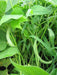 Contender Bean Seed ( Phaseolus vulgaris-BUSH) Ready in 40 to 45 days - Caribbeangardenseed