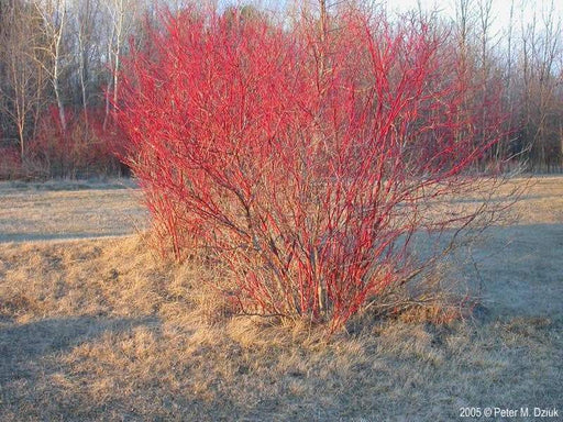 Red Twig or Redosier Dogwood PLANT, Cornus sericea,SHUB - Caribbeangardenseed
