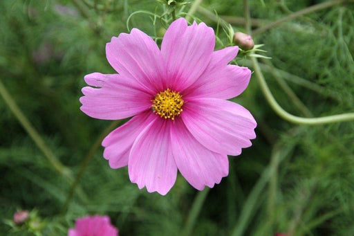 Cosmos ‘Pinkie’ (Cosmos bipinnatus) annual Flowers Seed - Caribbeangardenseed