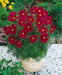 Cosmos (Cosmos bipinnatus) Dwarf Red, Flowers Seed - Caribbeangardenseed