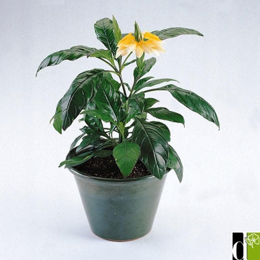 Crossandra Seeds -Tropic Yellow Splash Crossandra - Firecracker Flower- Very Rare Tropical Plant - Caribbeangardenseed