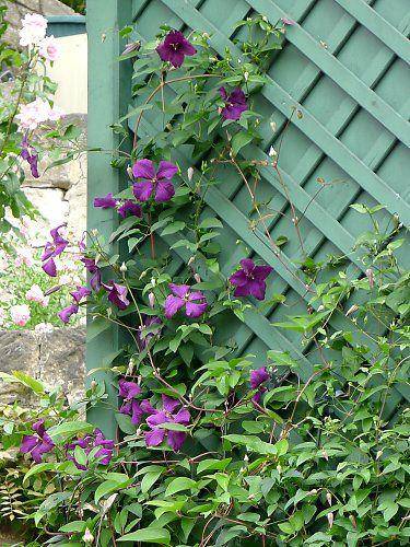 Italian Clematis seed -Clematis viticella - PERENNIAL flowers - Caribbeangardenseed