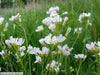Cuckoo Flower Seed (Cardamine pratensis)Lady's Smock,Wildflower of the British Isles ! - Caribbeangardenseed
