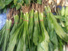 Culantro seeds, Ngo gai (Eryngium foetidum) Tropical, ASIAN VEGETABLE - Caribbeangardenseed