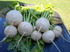 SHOGOIN TURNIP Seeds Asian Vegetable. - Caribbeangardenseed
