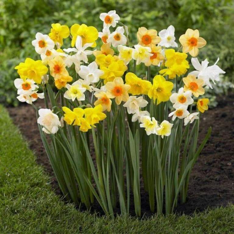 Daffodil Bulbs,Mixed colors,Narcissus Long lasting - Caribbeangardenseed