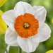 Daffodil Bulbs ,Narcissus Barrett Browning, FALL PLANTING - Caribbeangardenseed