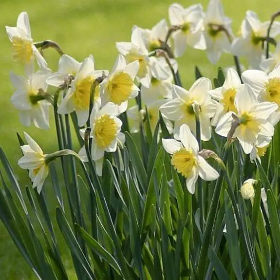 Holland Sensation Daffodil Bulbs ,Fall Planting , - Caribbeangardenseed
