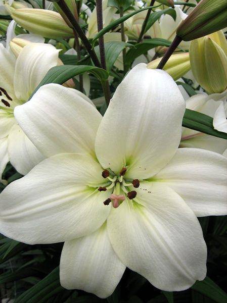 'Litouwen' - Easter x Asiatic Hybrid Lily .-,3 Bulbs, ,Suitable for forcing - Caribbeangardenseed