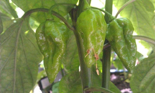 Devil’s Tongue White -Capsicum ChinenseChili Pepper Seed-Very Hot-125,000 ~ 325,000 SHU ! - Caribbeangardenseed