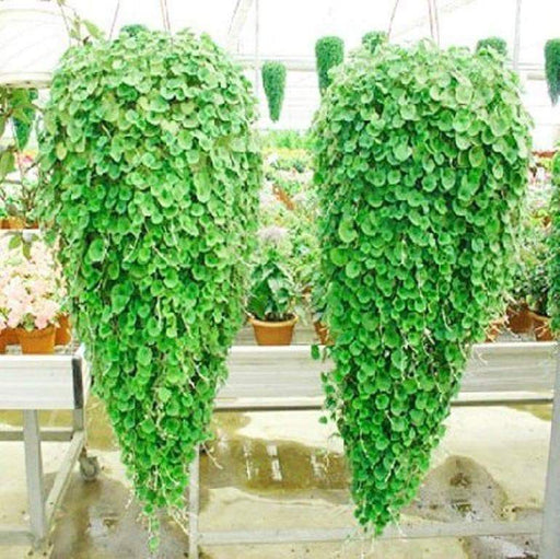 Dichondra Repens Seeds, (Emerald Falls) GROUND COVER ! - Caribbeangardenseed
