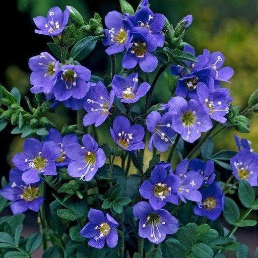 Jacobs Ladder Seeds -Pearl Blue, Winter hardy to zone 2. - Caribbeangardenseed