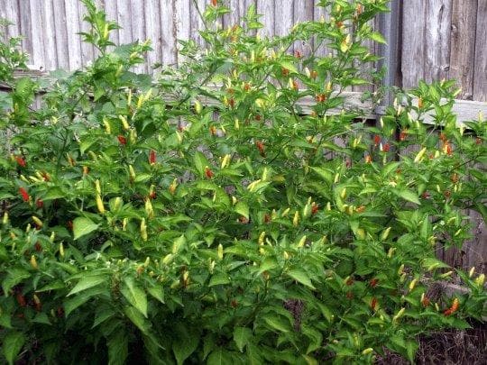 ANGKOR SUNRISE, Hot Pepper Seeds, (Capsicum frutescens) - Caribbeangardenseed