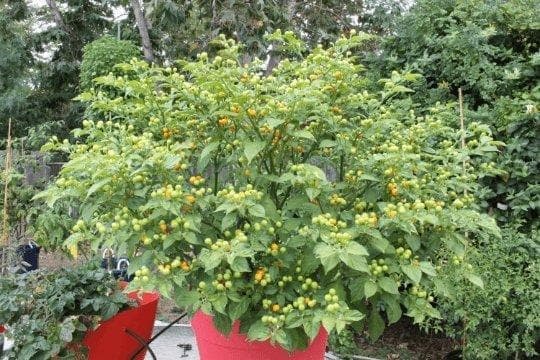 Aji Charapita Hot Pepper Seeds ,Capsicum frutescens, - Caribbeangardenseed