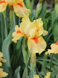 Iris Germanica 'Alliteration' Bearded Iris, Perennial Bareroot Plant - Caribbeangardenseed