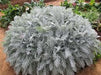 Dusty Miller Seeds (Cineraria Maritima Silverdust) accent plant - Caribbeangardenseed