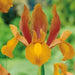 Dutch Iris Autumn Princess bulbs, truly stunning color ,Easy to grow and multiplies from year to year. - Caribbeangardenseed